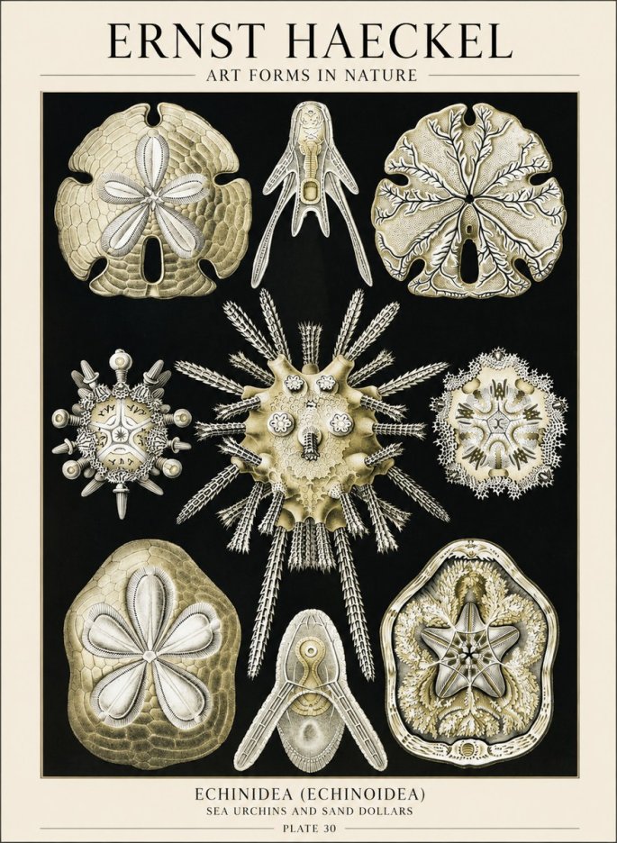 Ernst Haeckel Echinidea — Sea Urchins No6 - Poster