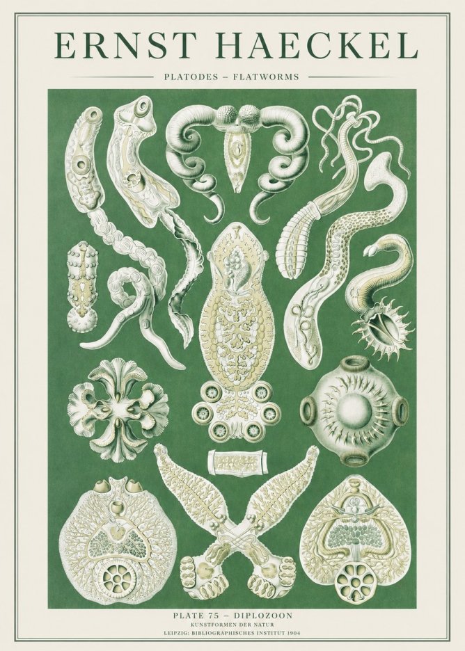 Ernst Haeckel Platodes – Flatworms No2 - Poster