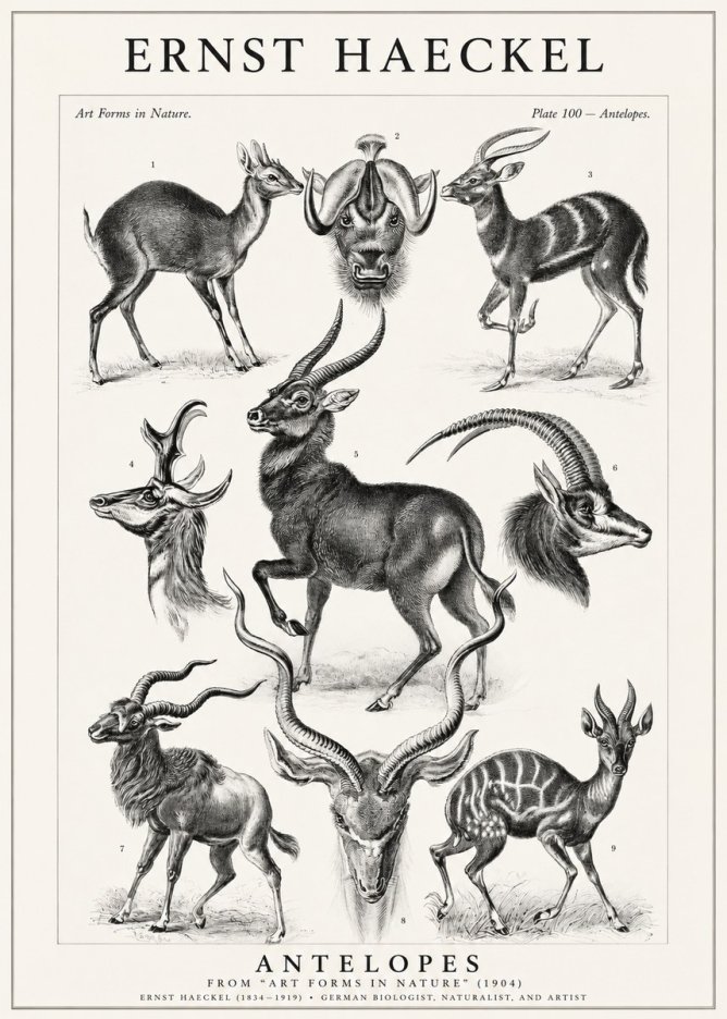 Ernst Haeckel Antelopes No1 - Poster