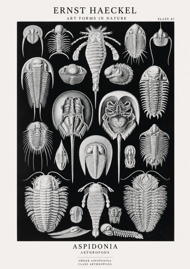 Ernst Haeckel Aspidonia No1 - Poster