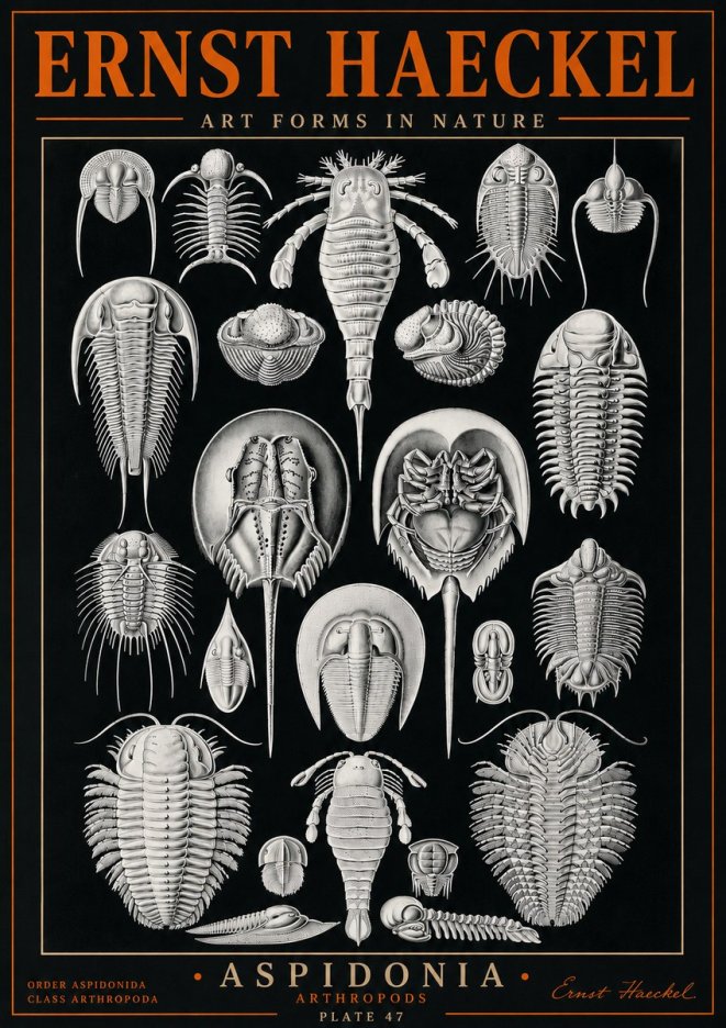 Ernst Haeckel Aspidonia No5 - Poster
