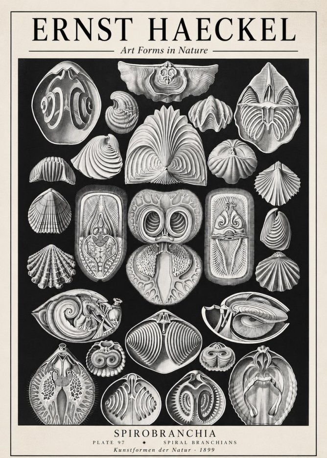 Ernst Haeckel Spirobranchia No1 - Poster