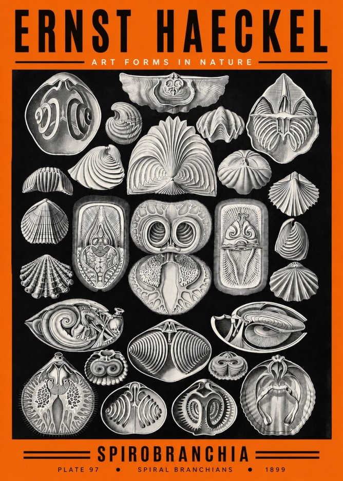 Ernst Haeckel Spirobranchia No2 - Poster