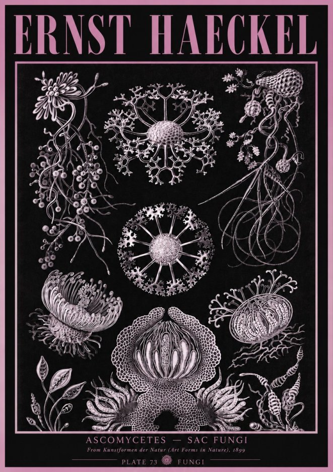 Ernst Haeckel Ascomycetes — Sac Fungi No3 - Poster