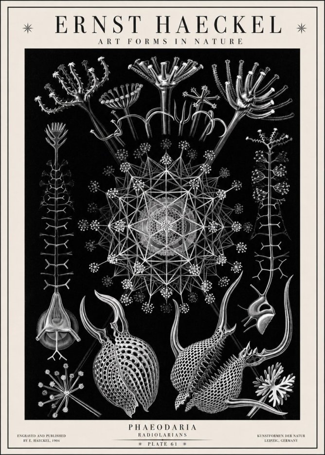 Ernst Haeckel Phaeodaria Radiolarians - Plate 61 No1 - Poster