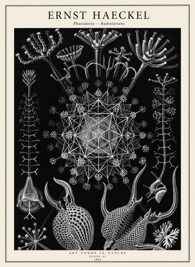 Ernst Haeckel Phaeodaria Radiolarians - Plate 61 No2 - Poster