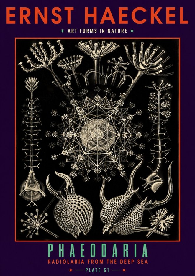 Ernst Haeckel Phaeodaria Radiolarians - Plate 61 No6 - Poster