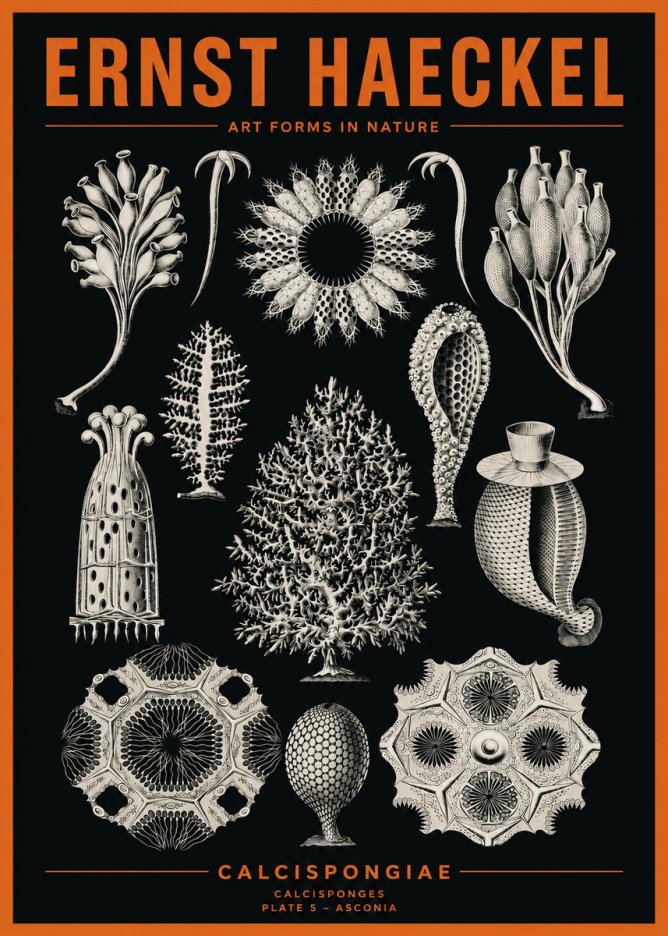 Ernst Haeckel Calcispongiae - Calcisponiges - Plate 5 - Asconia No2 - Poster