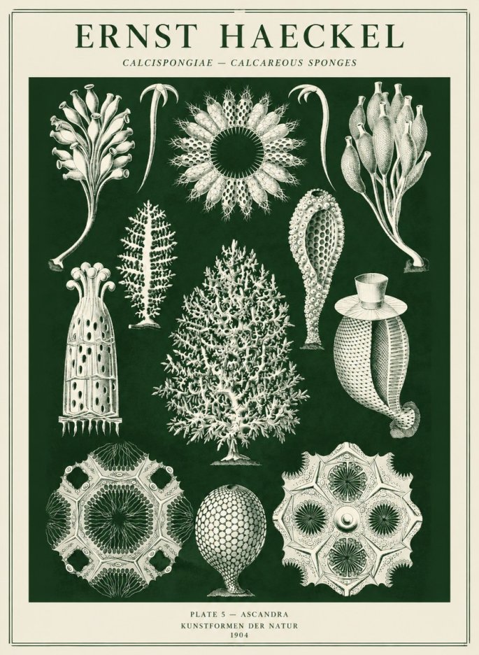 Ernst Haeckel Calcispongiae - Calcisponiges - Plate 5 - Asconia No5 - Poster