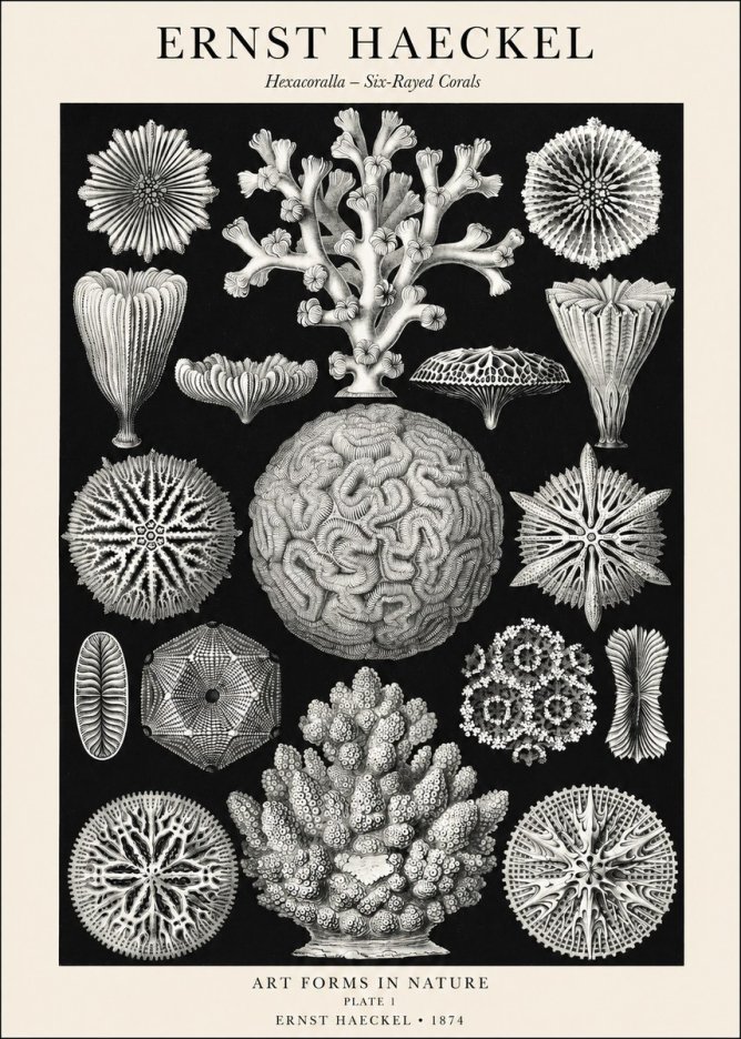 Ernst Haeckel Hexacoralla – Six-rayed Corals No1 - Poster