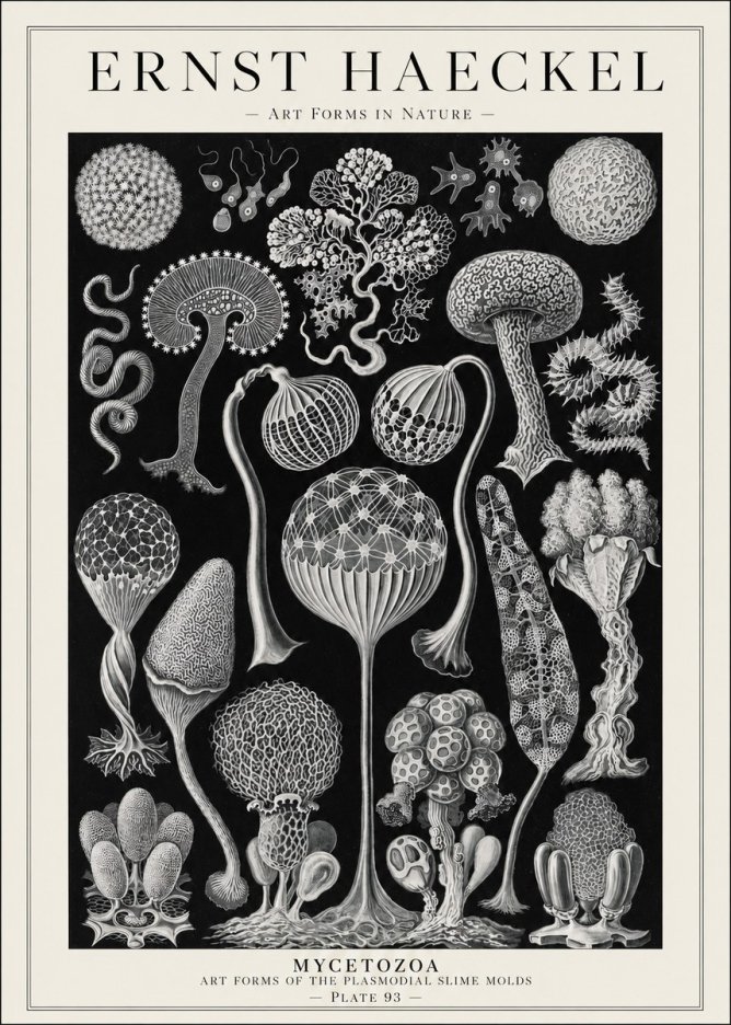 Ernst Haeckel Mycetozoa No1 - Poster