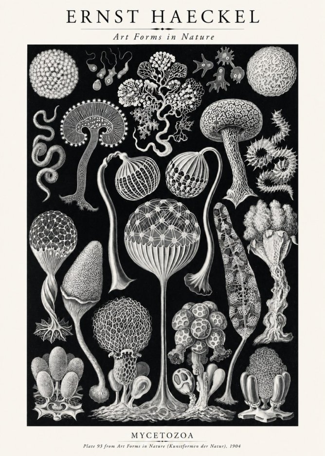 Ernst Haeckel Mycetozoa No2 - Poster