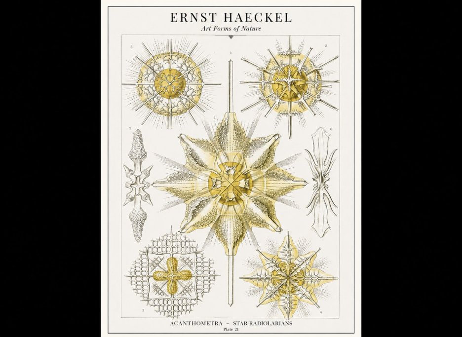 Ernst Haeckel Acanthometra - Star Radiolarians No1 - Poster