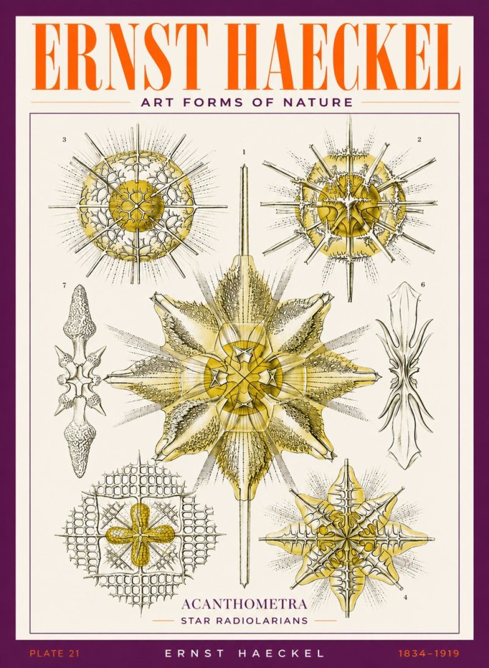 Ernst Haeckel Acanthometra - Star Radiolarians No3 - Poster