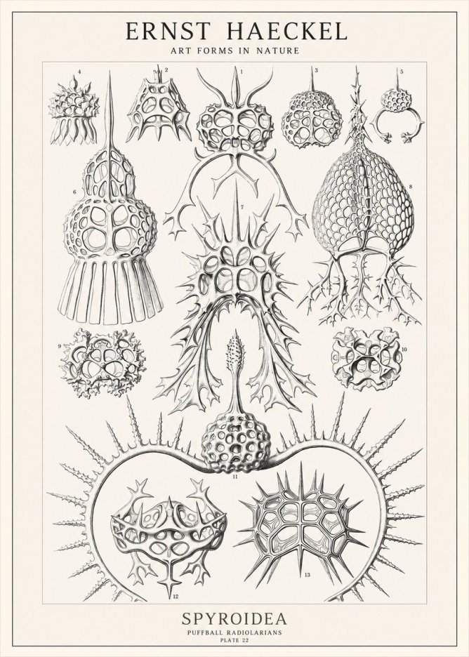 Ernst Haeckel Spyroidea - Puffball Radiolarians - Plate 22 No1 - Poster