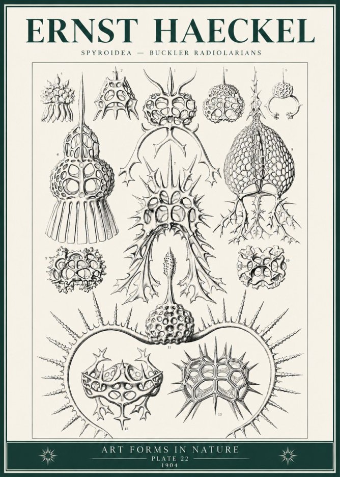 Ernst Haeckel Spyroidea - Puffball Radiolarians - Plate 22 No6 - Poster