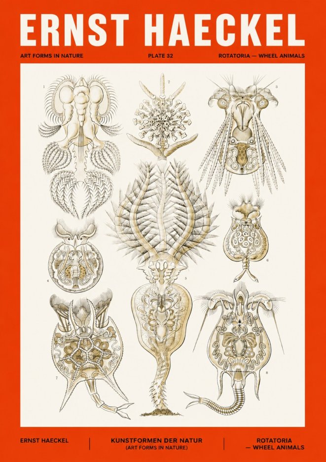 Ernst Haeckel Rotatoria - Wheel Animals No4 - Poster