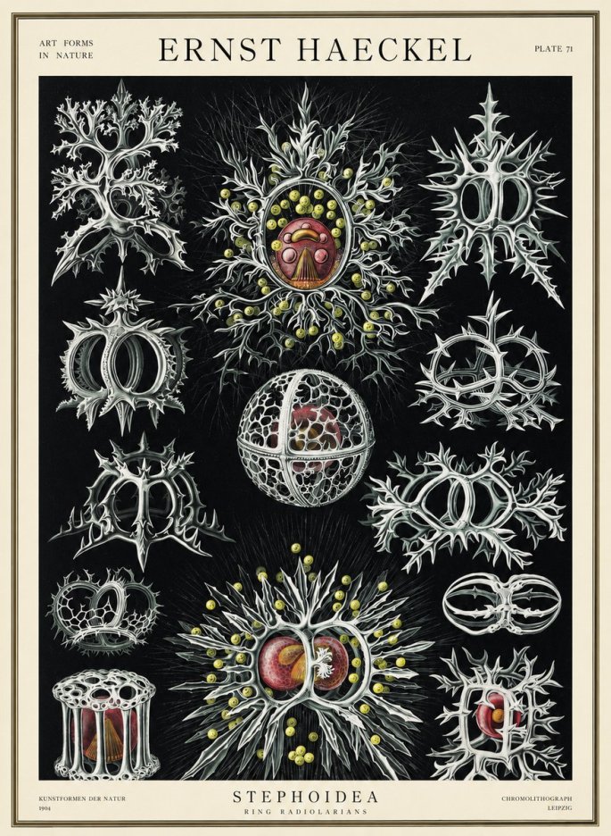 Ernst Haeckel Stephoidea No3 - Poster