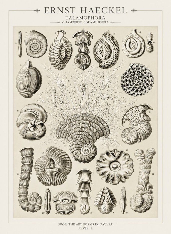 Ernst Haeckel Thalamophora – Foraminifera Plate 12 No3 - Poster