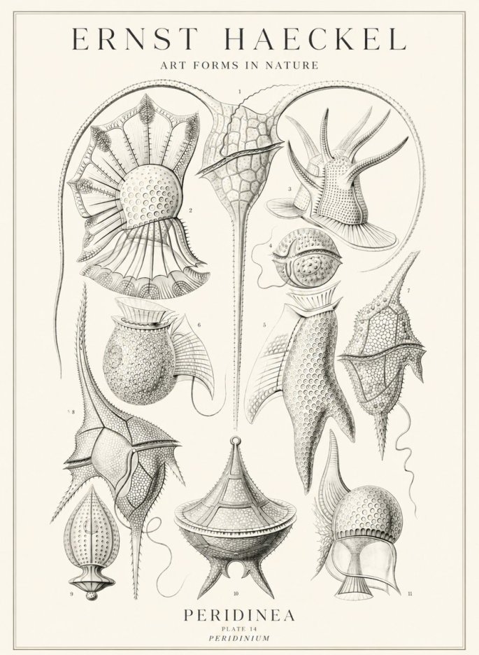 Ernst Haeckel Peridinea No3 - Poster