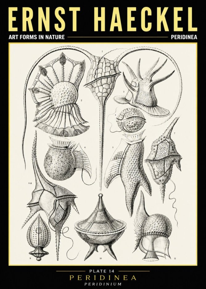 Ernst Haeckel Peridinea No6 - Poster