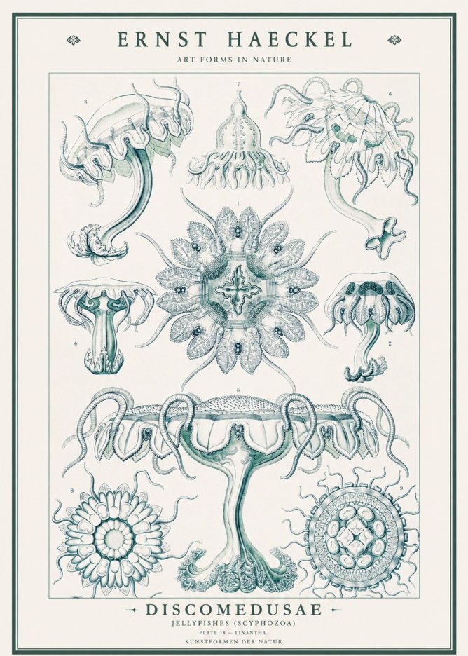Ernst Haeckel Discomedusae. Jellyfishes. No3 - Poster