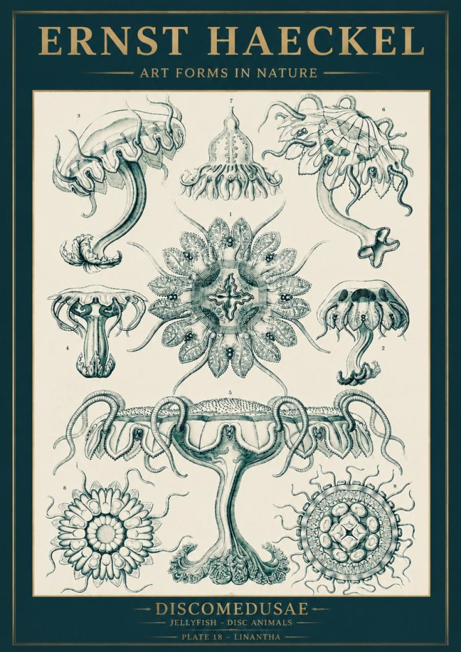 Ernst Haeckel Discomedusae. Jellyfishes. No5 - Poster