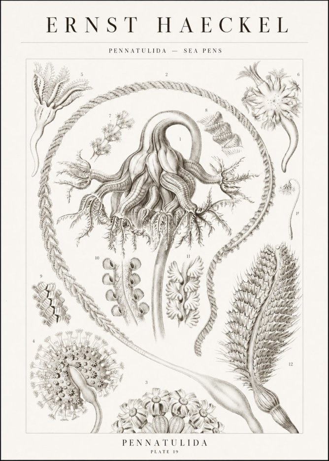 Ernst Haeckel Pennatulida - Sea Pens No1 - Poster