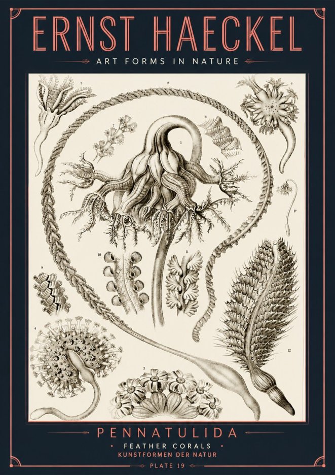 Ernst Haeckel Pennatulida - Sea Pens No6 - Poster