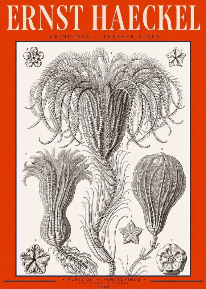 Ernst Haeckel Crinoidea - Palm Lilies No3 - Poster