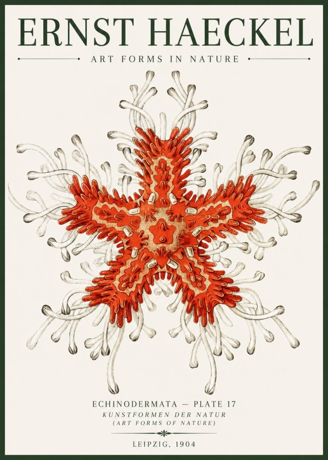 Ernst Haeckel Asteroidea Echinodermata Plate 28 No6 - Poster