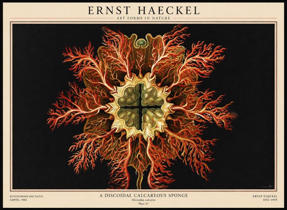 Ernst Haeckel Marine Organism No3 - Poster