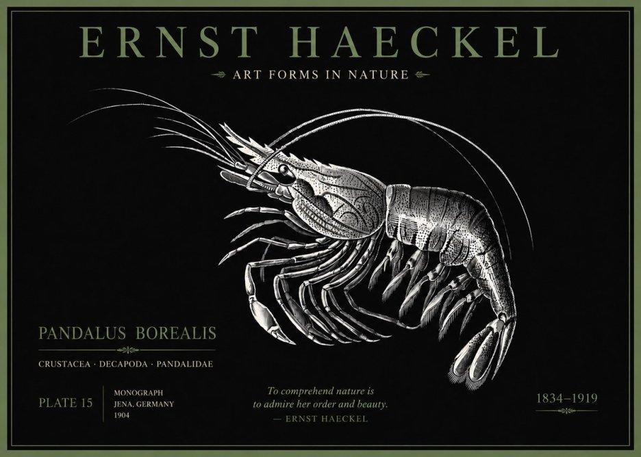 Ernst Haeckel Pandalus Borealis No5 - Poster