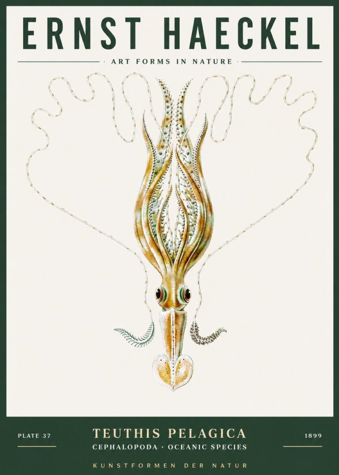Ernst Haeckel Teuthis Pelagica No3 - Poster