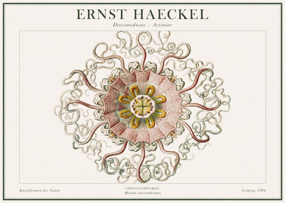 Ernst Haeckel Discomedusae – Actiniae No1 - Poster