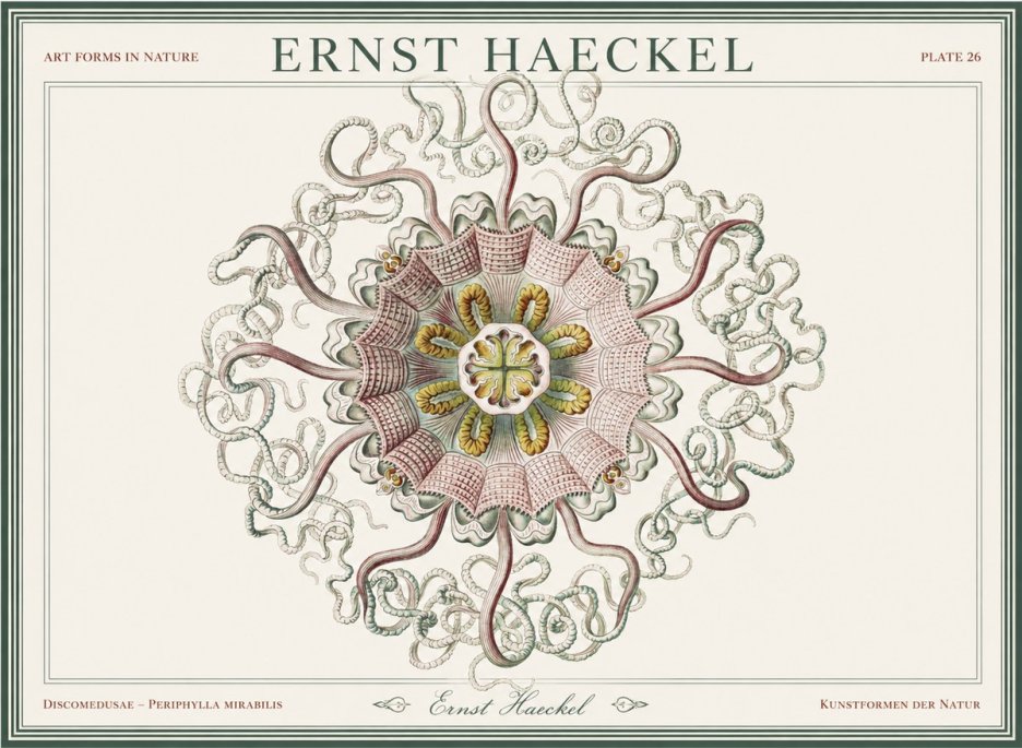 Ernst Haeckel Discomedusae – Actiniae No5 - Poster