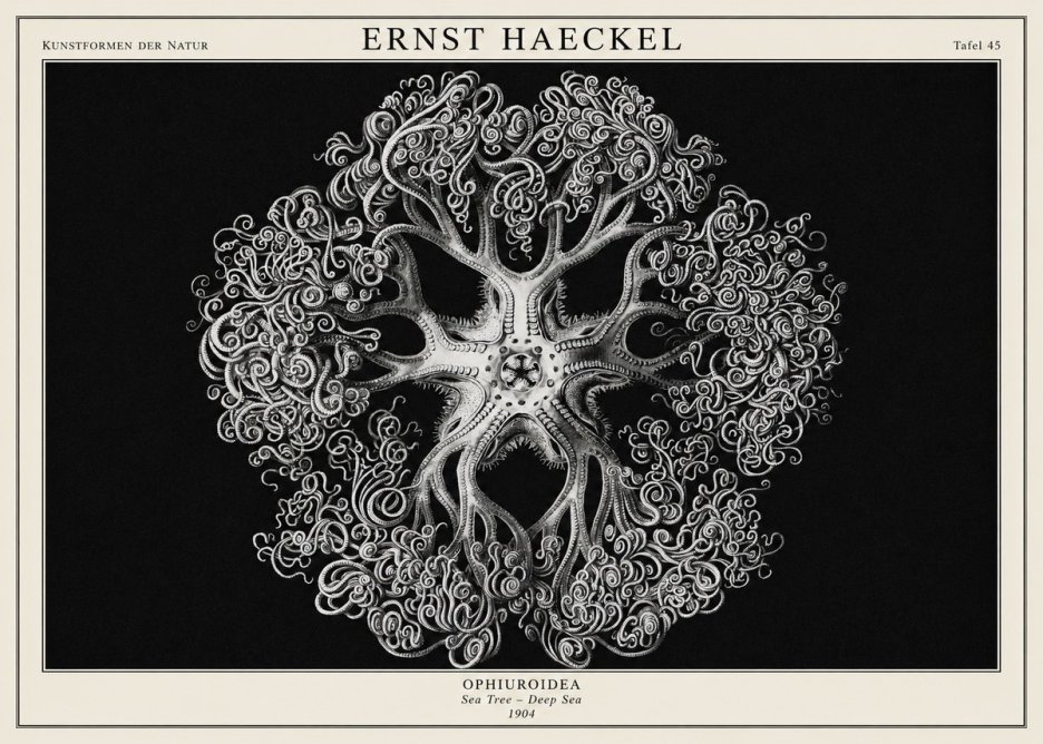 Ernst Haeckel Ophiuroidea Sea Tree - Deep Sea No1 - Poster