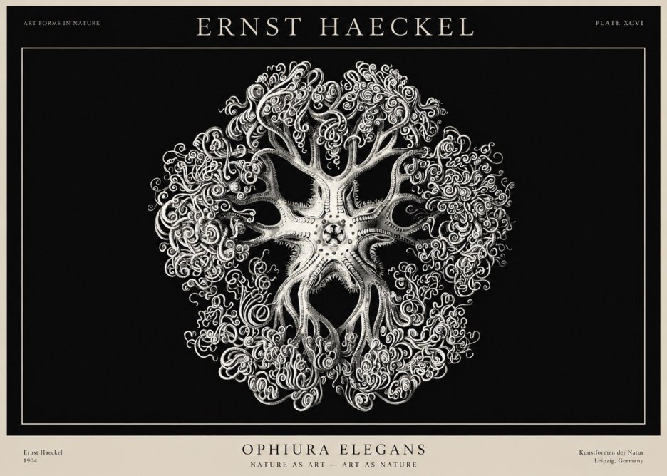 Ernst Haeckel Ophiuroidea Sea Tree - Deep Sea No3 - Poster