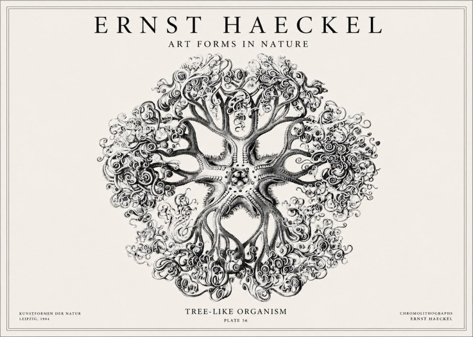 Ernst Haeckel Tree-like Organism No1 - Poster