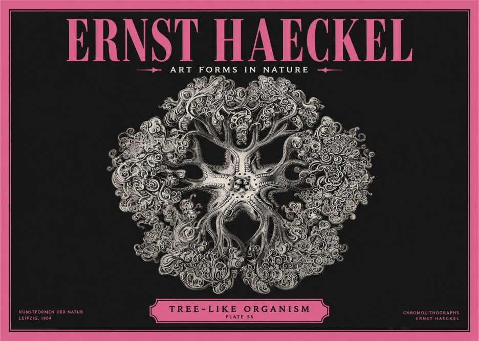 Ernst Haeckel Tree-like Organism No2 - Poster