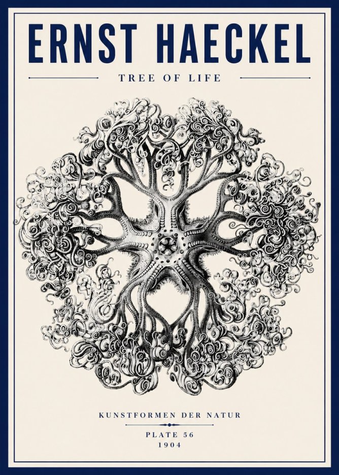 Ernst Haeckel Tree-like Organism No6 - Poster