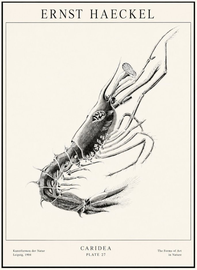 Ernst Haeckel Caridea Plate 27 No1 - Poster