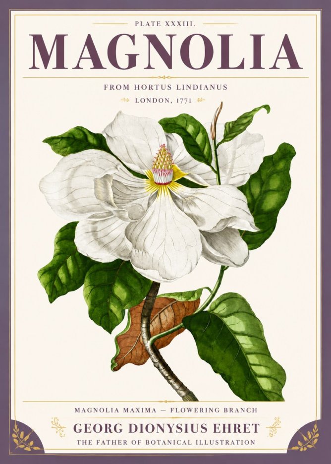 Georg Dionysius Ehret Magnolia Maxima - Flowering Branch No5 - Poster