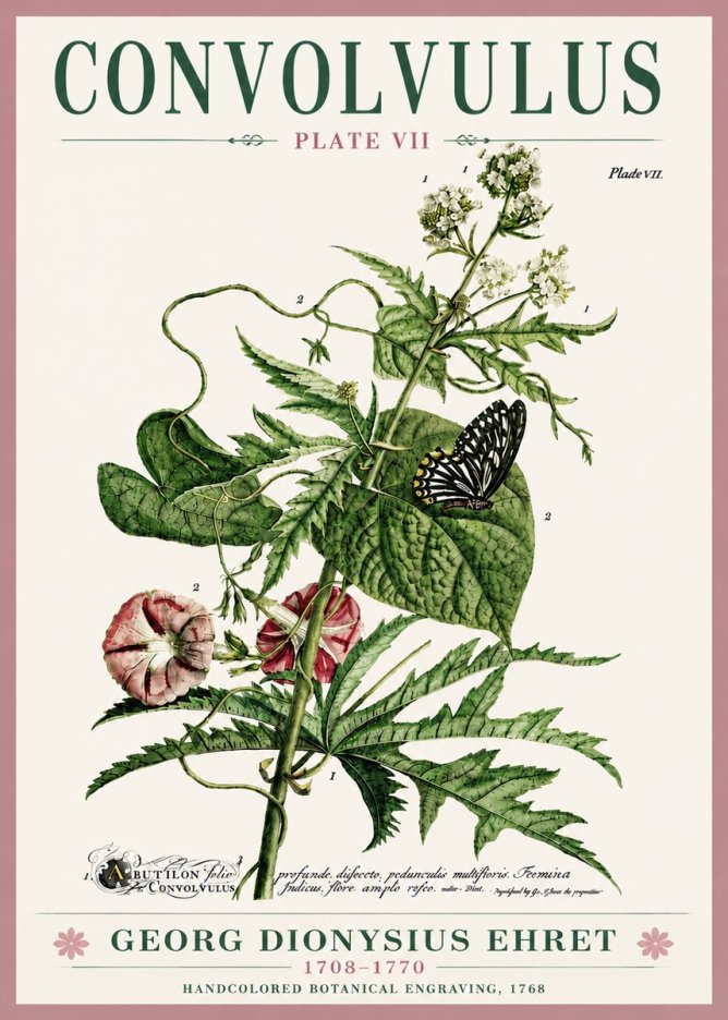 Georg Dionysius Ehret Convolvulus - Plate Vii No6 - Poster