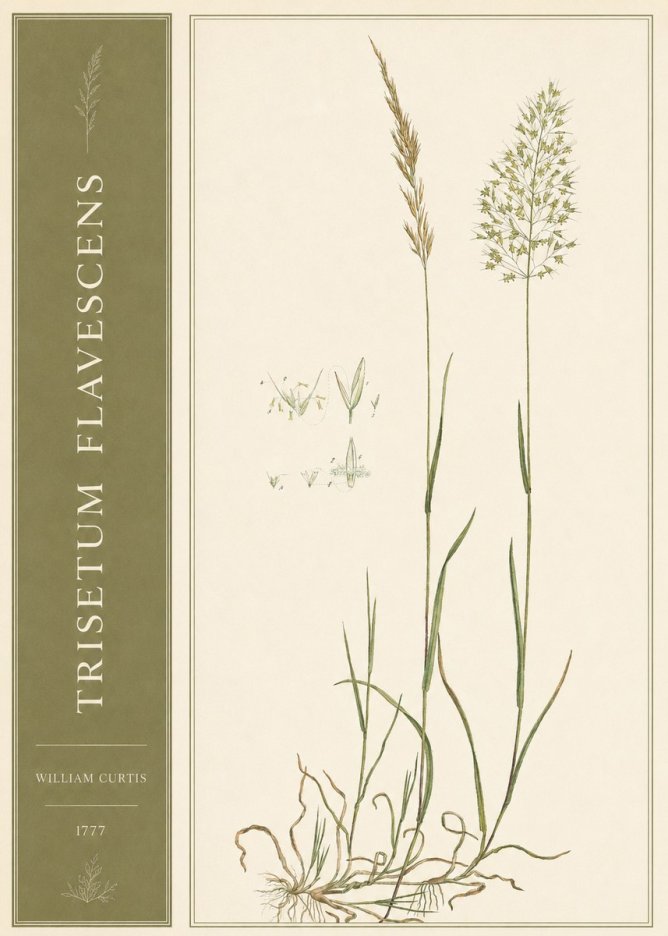 William Curtis Trisetum Flavescens I No2 - Poster