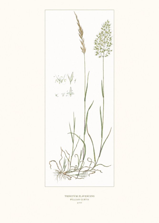William Curtis Trisetum Flavescens I No6 - Poster