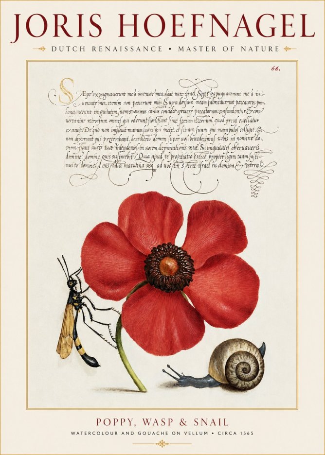 Joris Hoefnagel Poppy, Wasp & Snail No1 - Poster
