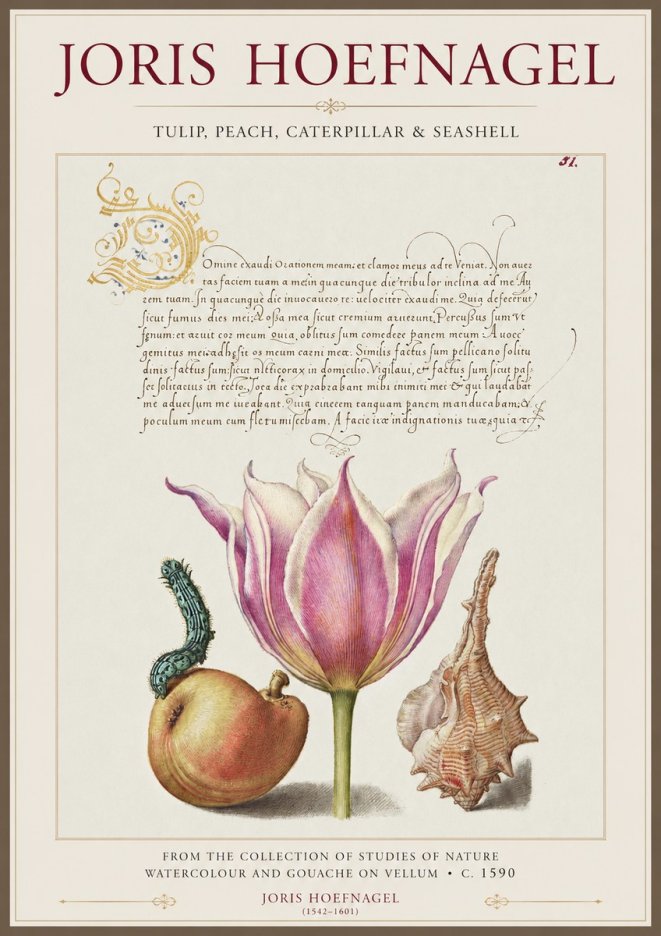Joris Hoefnagel Tulip, Peach, Caterpillar & Seashell No1 - Poster