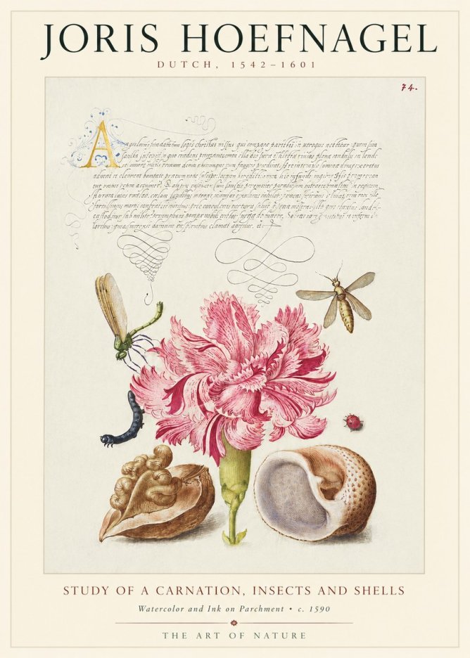 Joris Hoefnagel Study of a Carnation, Insects and Shells No1 - Poster