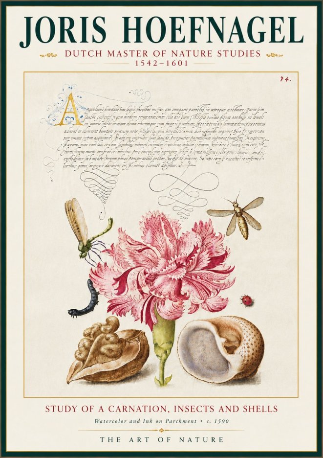 Joris Hoefnagel Study of a Carnation, Insects and Shells No5 - Poster